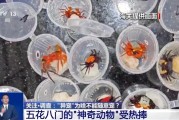 保定@铲屎官们 养“异宠”或危害国家安全 这些行为违法了